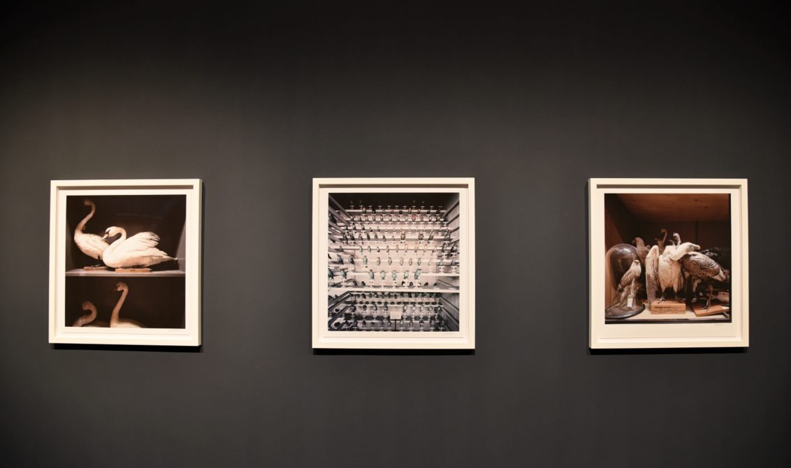 Three framed photographs hang evenly spaced on a dark gallery wall, showing a swan resting on a surface, a densely patterned architectural or interior scene, and a sculptural or staged figure composition.