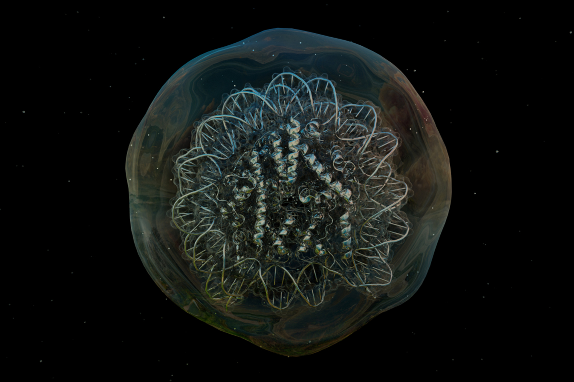 Translucent, jellyfish-like marine organism shown against a dark background, revealing intricate internal, lace-like structures.