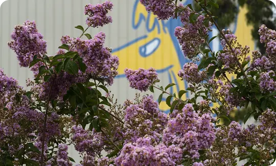 decorative image of flowers