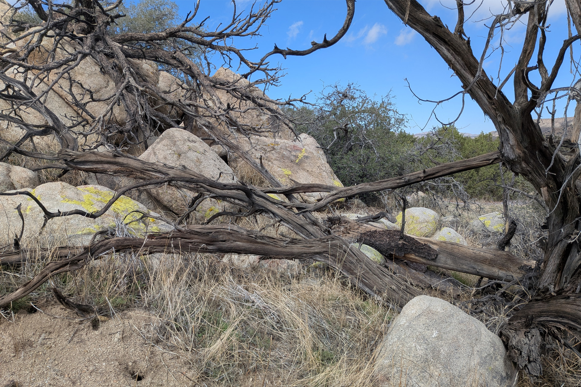 Wood in the Mojave Desert that informs Wixson's work. Photo by Reed Wixson.