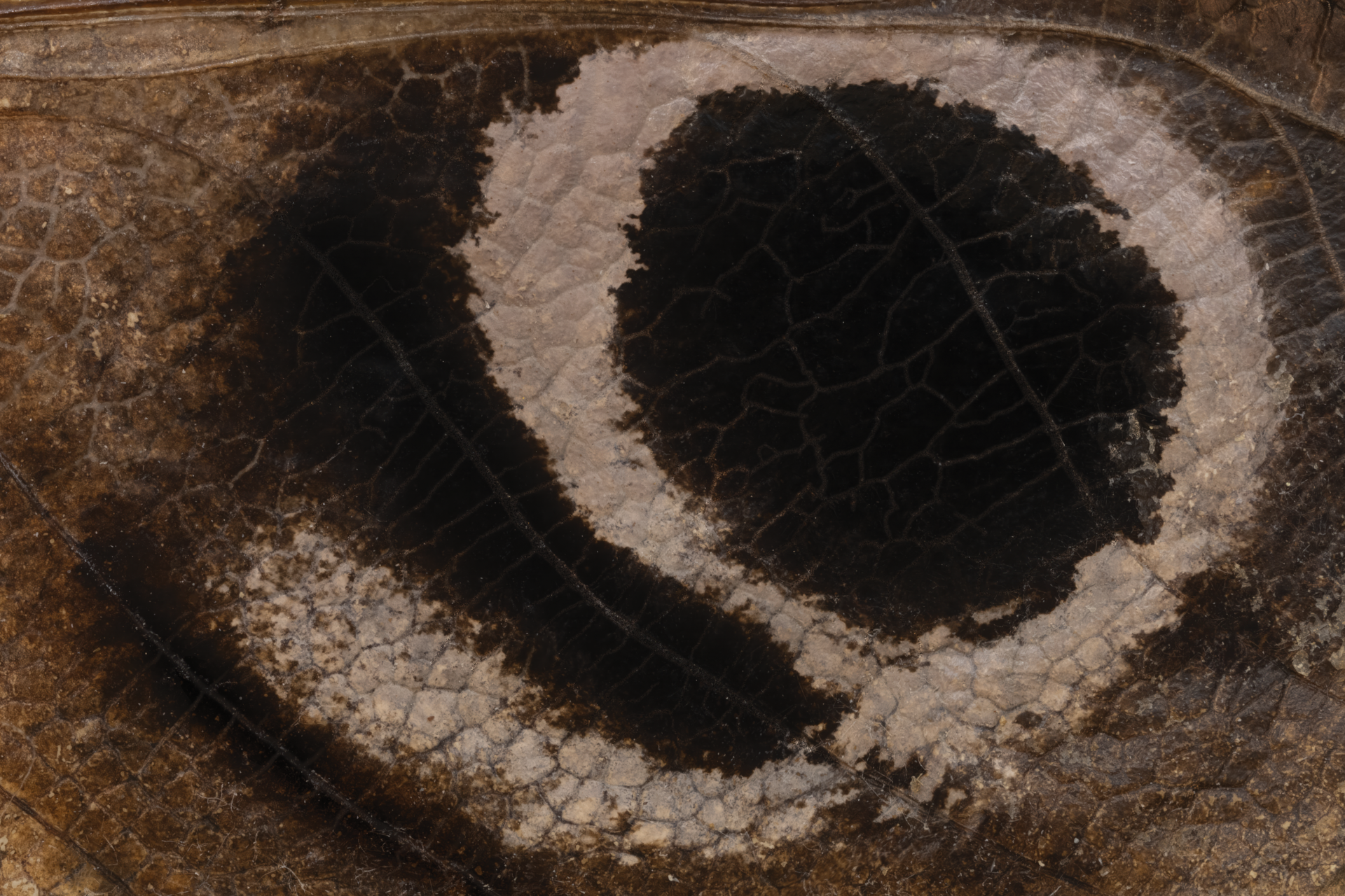 A close-up view of a fossilized footprint with two dark impressions and textured, cracked surfaces embedded in brown rock.