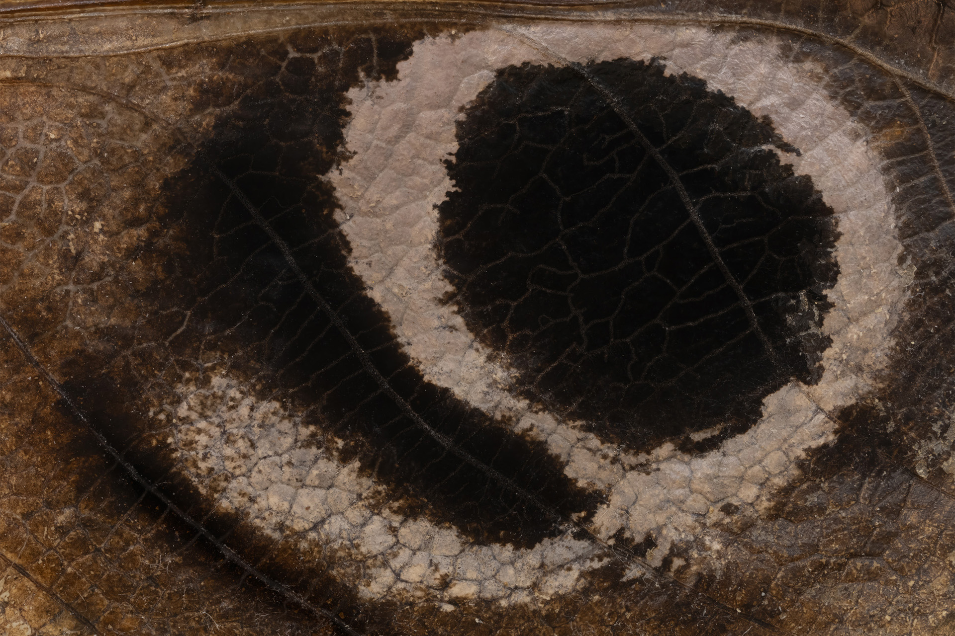 Macro photo of a decaying leaf, its surface cracked and mottled brown with a dark, eye-shaped patch of decay curling across the center