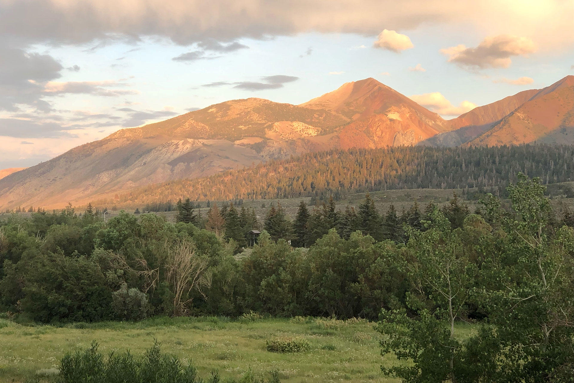A mountain range bathed in warm golden sunset light rises above a dense forest and grassy meadow. Soft clouds stretch across the sky, illuminating the mountain peaks. Photo by Kelli Sharp.