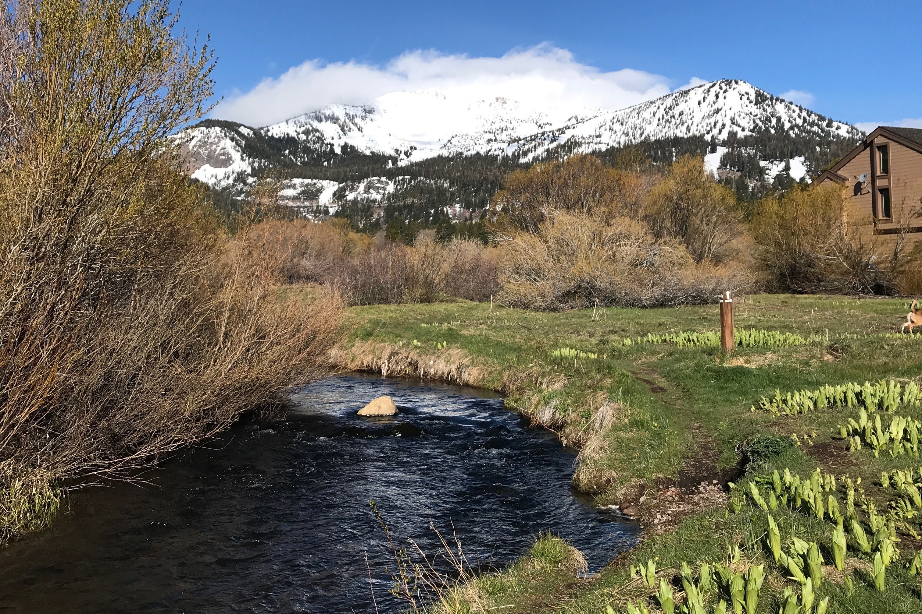 A winding creek flows through a grassy meadow surrounded by trees and shrubs, with snow-covered mountains rising in the distance beneath a bright blue sky and white clouds. Photo by Kelli Sharp