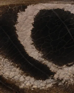 A close-up view of a fossilized footprint with two dark impressions and textured, cracked surfaces embedded in brown rock.