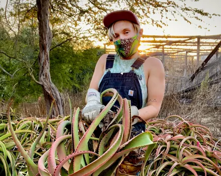 Ivy Guild works on relocating one of the succulent plants from the UCI Arboretum.