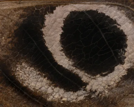 Macro photo of a decaying leaf, its surface cracked and mottled brown with a dark, eye-shaped patch of decay curling across the center